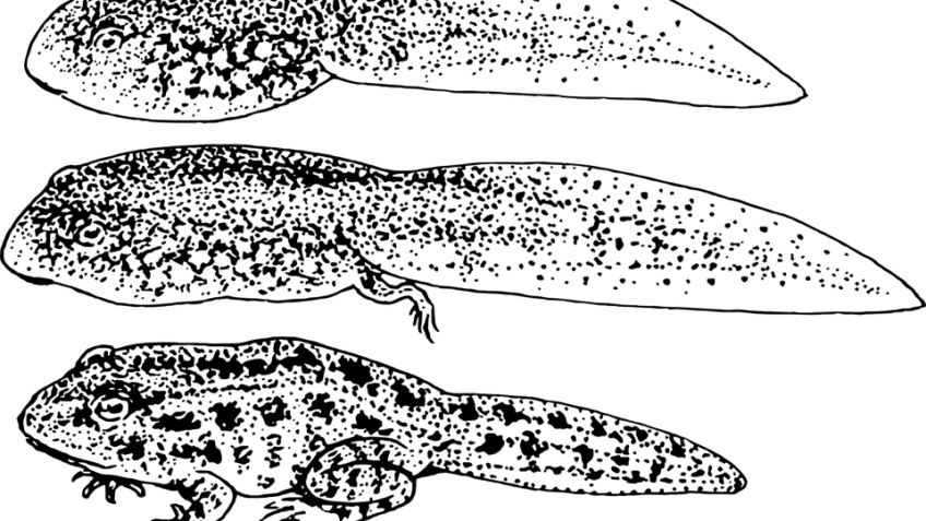 ¿Qué es el evolucionismo?